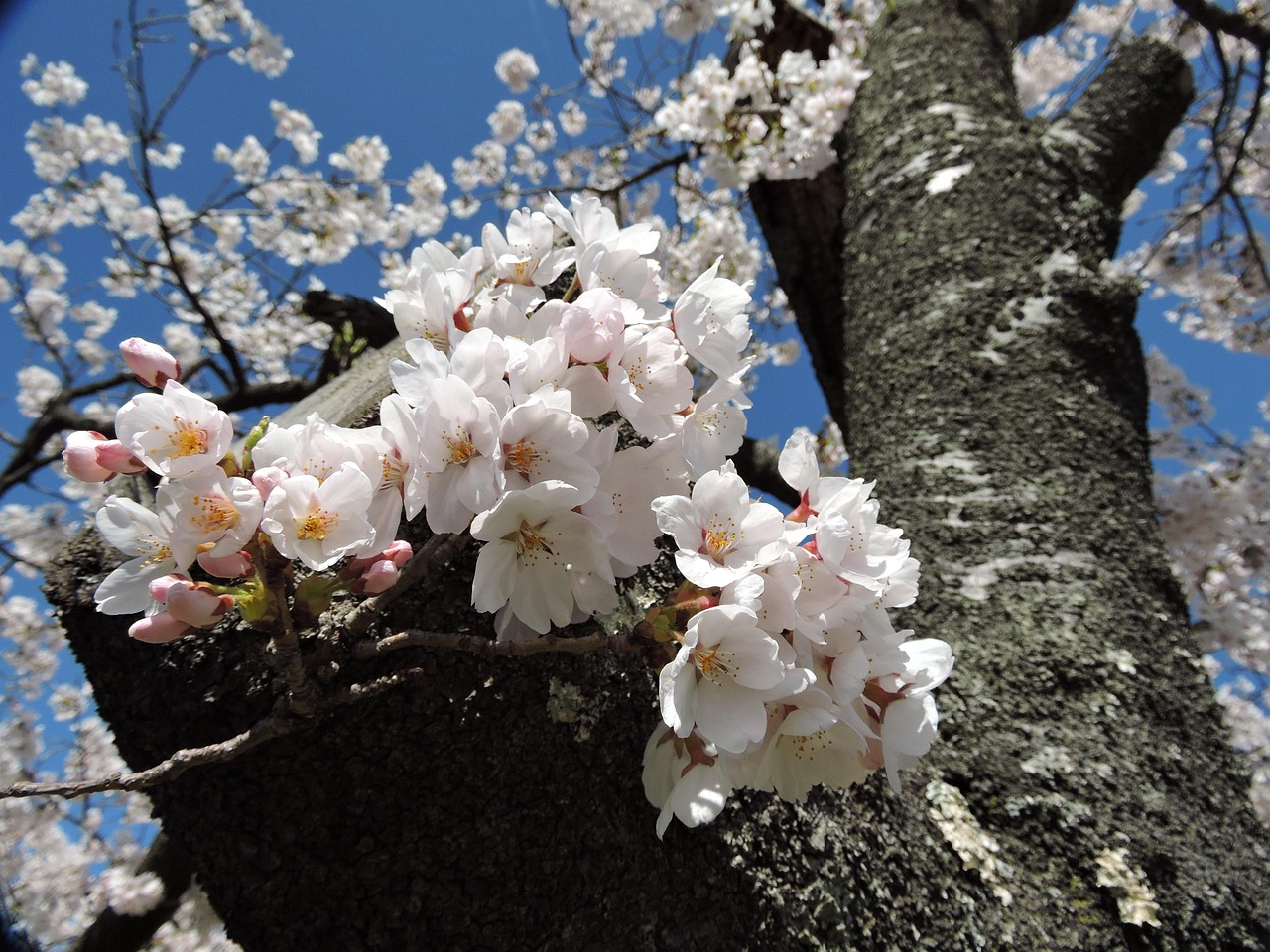 探秘看樱花校园最新版，解锁校园樱花美景新体验，校园樱花全景之旅，探秘看樱花校园新版攻略